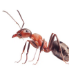 دانلود تحقیق پاورپوینت زندگی مورچه ها - دانلود رایگان پاورپوینت زندگی مورچه ها - دانلود پاورپوینت آماده موضوع کنام مورچه  - دانلود پاورپوینت جامع و کامل درباره زندگی مورچه ها - دانلود رایگان مقاله زندگی مورچه ها بصورت اسلاید - علم افشا