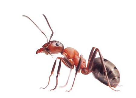 دانلود تحقیق پاورپوینت زندگی مورچه ها - دانلود رایگان پاورپوینت زندگی مورچه ها - دانلود پاورپوینت آماده موضوع کنام مورچه  - دانلود پاورپوینت جامع و کامل درباره زندگی مورچه ها - دانلود رایگان مقاله زندگی مورچه ها بصورت اسلاید - علم افشا
